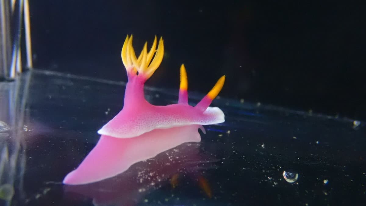 衝Xpark過新年!新春活動5大亮點曝:搶拍水豚澡堂+企鵝鏡餅、玩祭典遊戲 衝Xpark過新年!新春活動5大亮點曝:搶拍水豚澡堂+企鵝鏡餅、玩祭典遊戲
