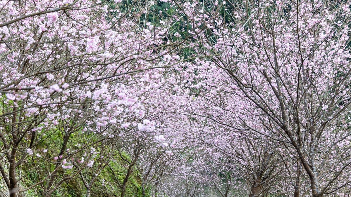 三峽大熊櫻花林 img