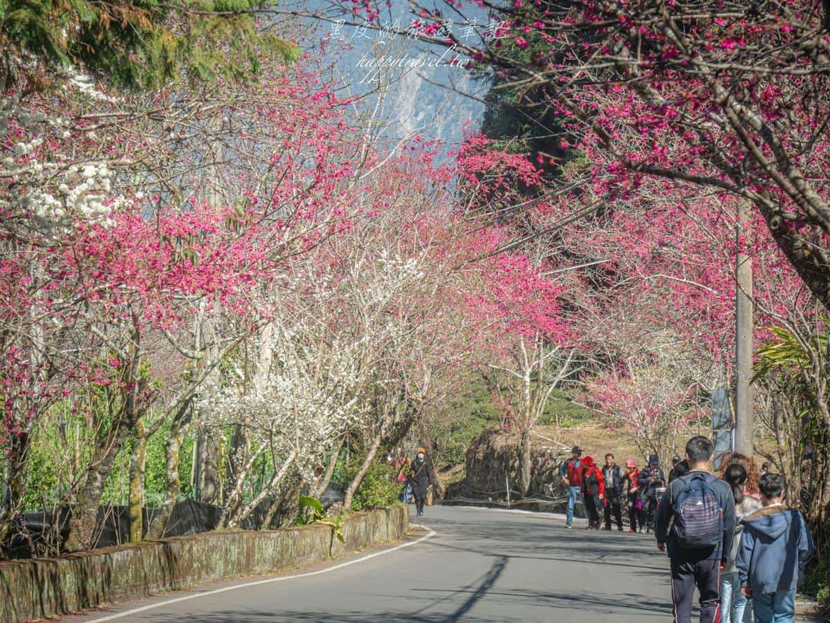 「全台最美停車場」一次賞櫻花、李花!粉嫩大爆發至2月中旬,好拍到手軟 「全台最美停車場」一次賞櫻花、李花!粉嫩大爆發至2月中旬,好拍到手軟
