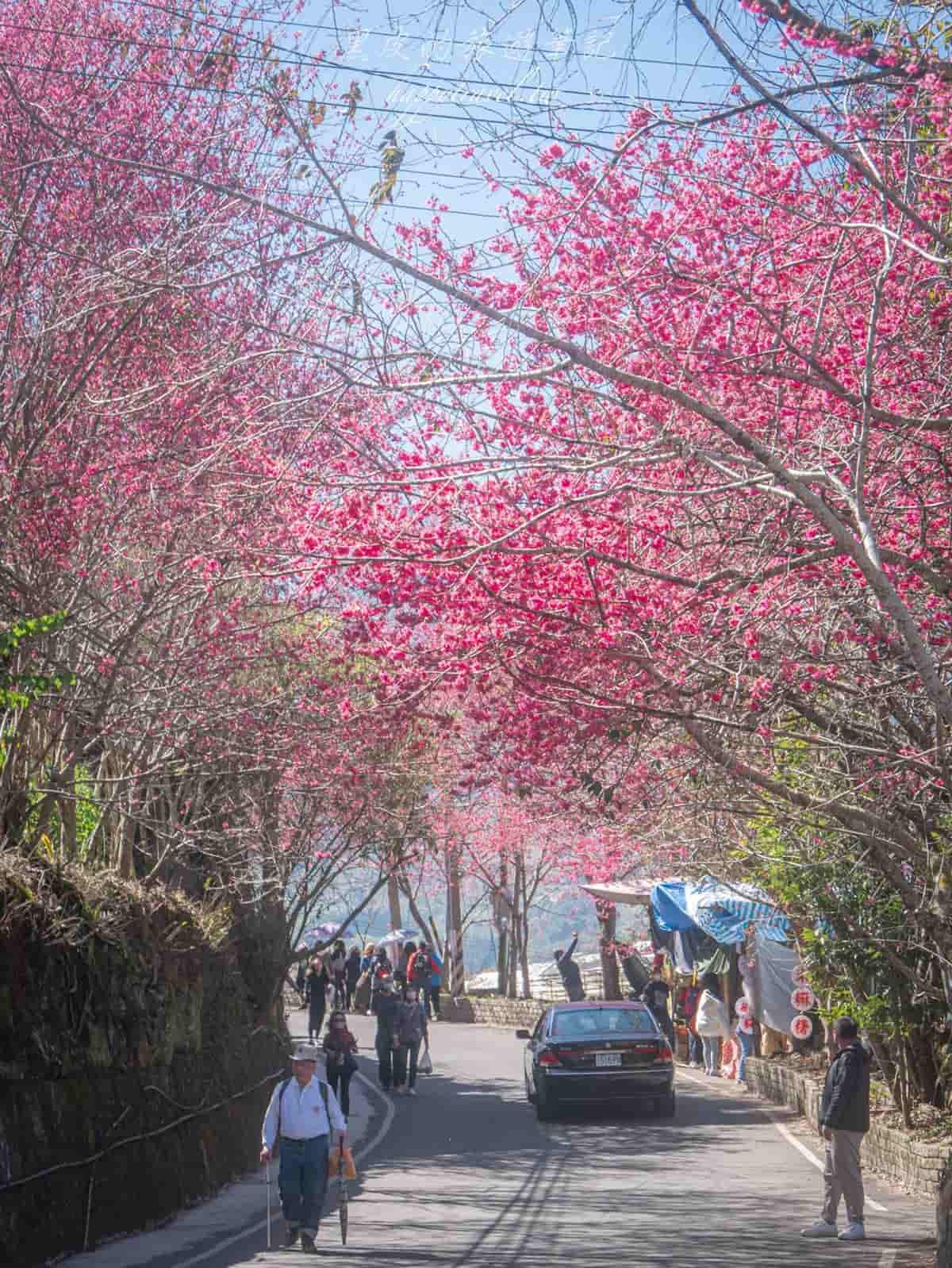 「全台最美停車場」一次賞櫻花、李花!粉嫩大爆發至2月中旬,好拍到手軟 「全台最美停車場」一次賞櫻花、李花!粉嫩大爆發至2月中旬,好拍到手軟