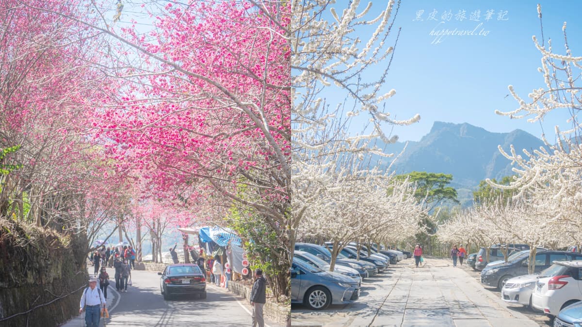 「全台最美停車場」一次賞櫻花、李花!粉嫩大爆發至2月中旬,好拍到手軟
