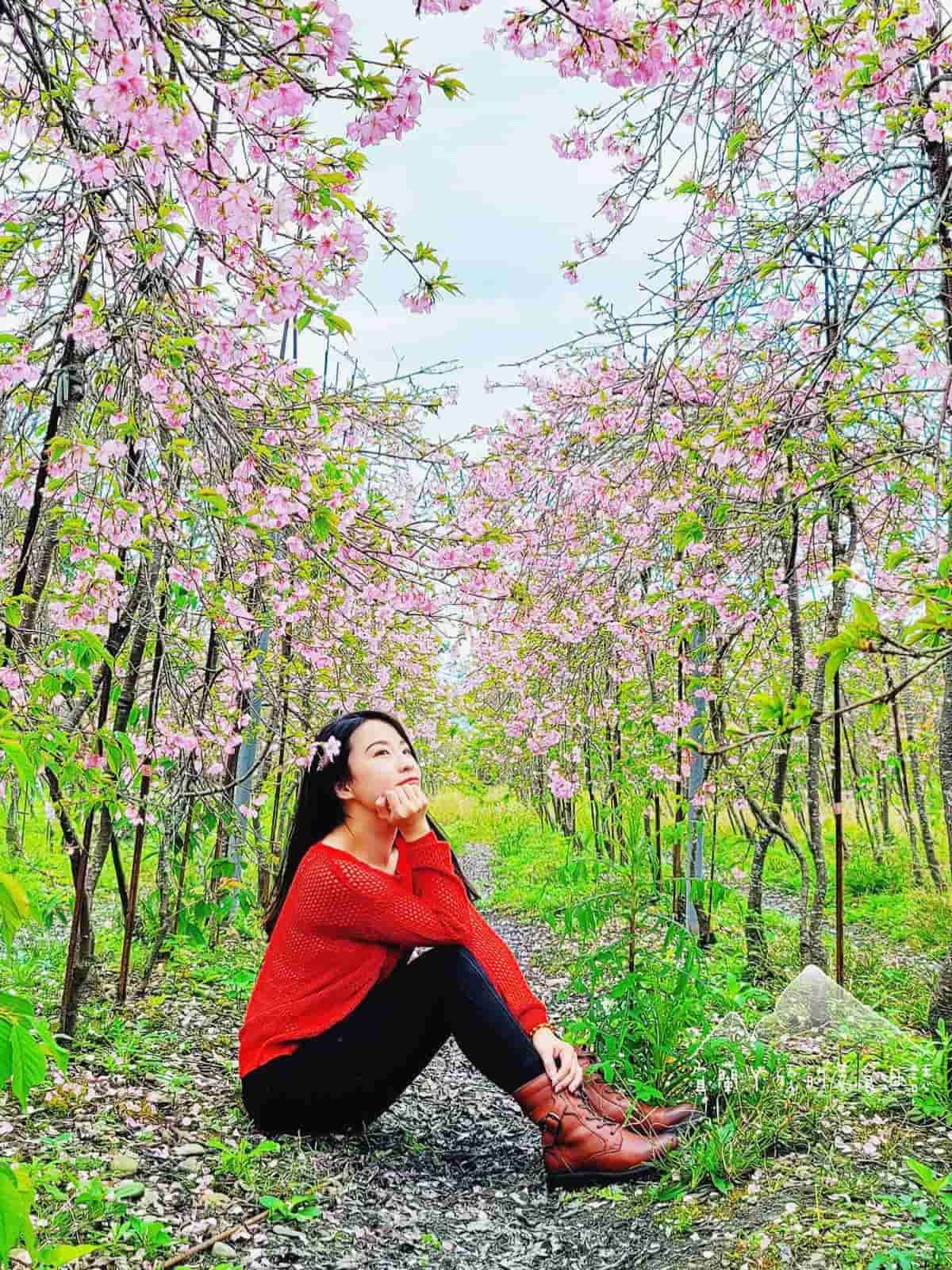 今年再不看明年就沒了!宜蘭「櫻花祕境」粉嫩大爆發,上千棵枝垂櫻隧道美翻 今年再不看明年就沒了!宜蘭「櫻花祕境」粉嫩大爆發,上千棵枝垂櫻隧道美翻