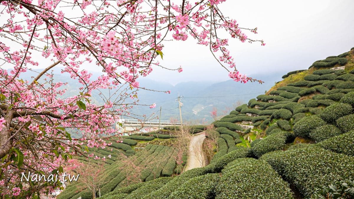 雍富軟鞍八卦茶園-成記 img