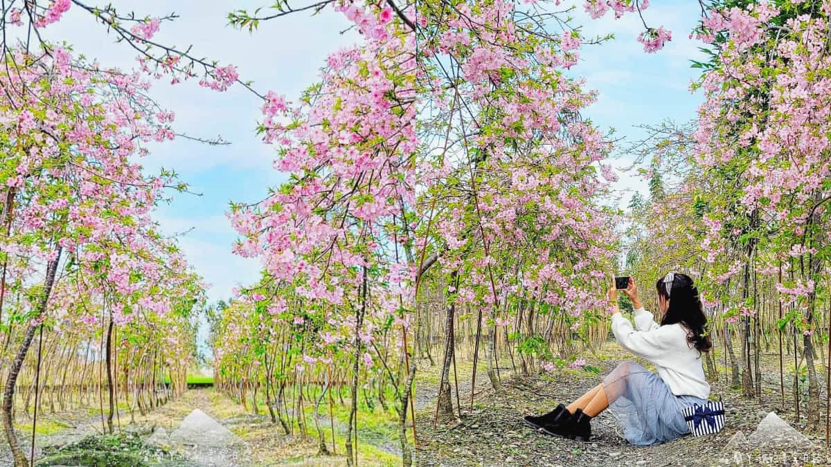 今年再不看明年就沒了!宜蘭「櫻花祕境」粉嫩大爆發,上千棵枝垂櫻隧道美翻