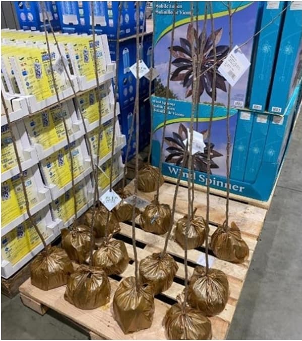 好市多獵奇商品再+1!「直立天線」超吸睛,店員結帳傻眼反問:這是什麼 好市多獵奇商品再+1!「直立天線」超吸睛,店員結帳傻眼反問:這是什麼