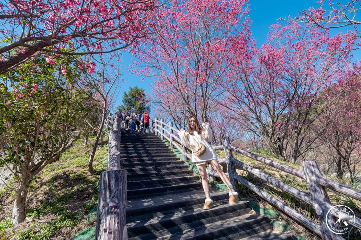 不只武陵農場!中部6大「賞櫻熱點」開追:Z字型粉色公路、櫻花巨龍隧道 不只武陵農場!中部6大「賞櫻熱點」開追:Z字型粉色公路、櫻花巨龍隧道