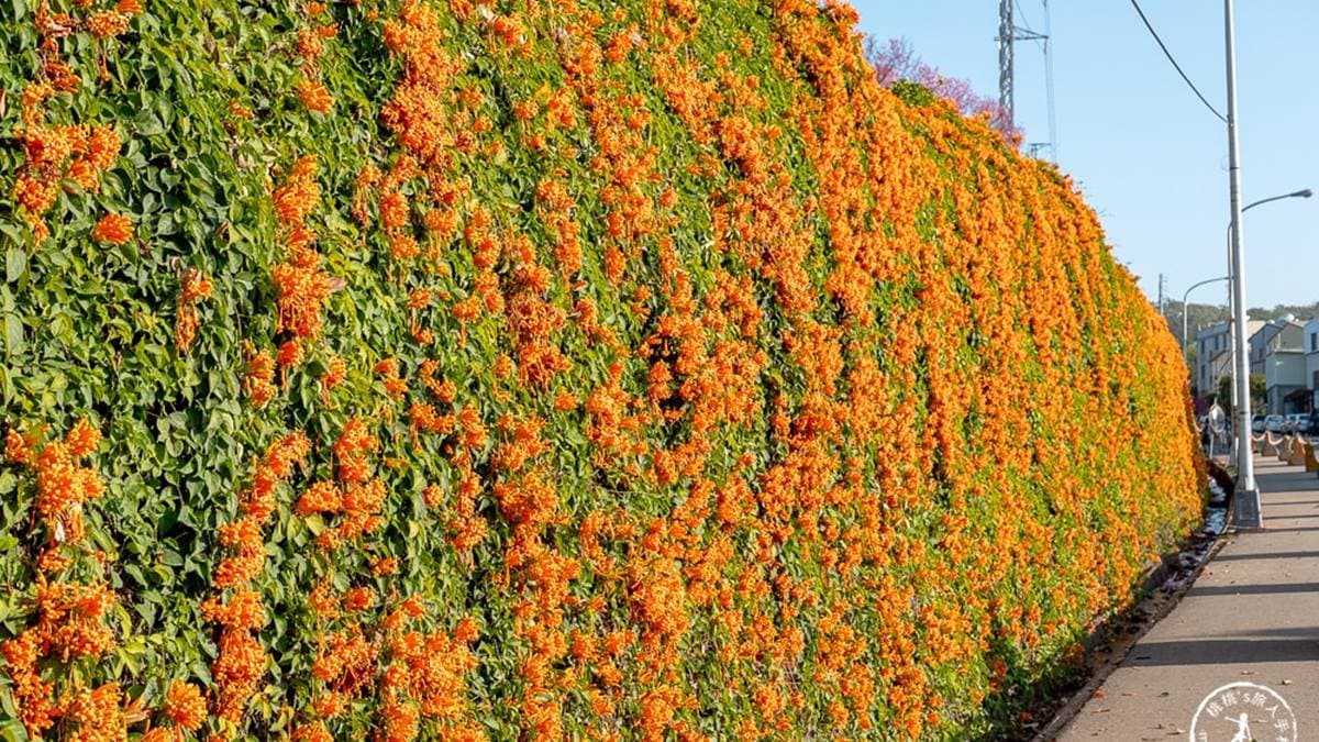 銅鑼炮仗花海公園 img
