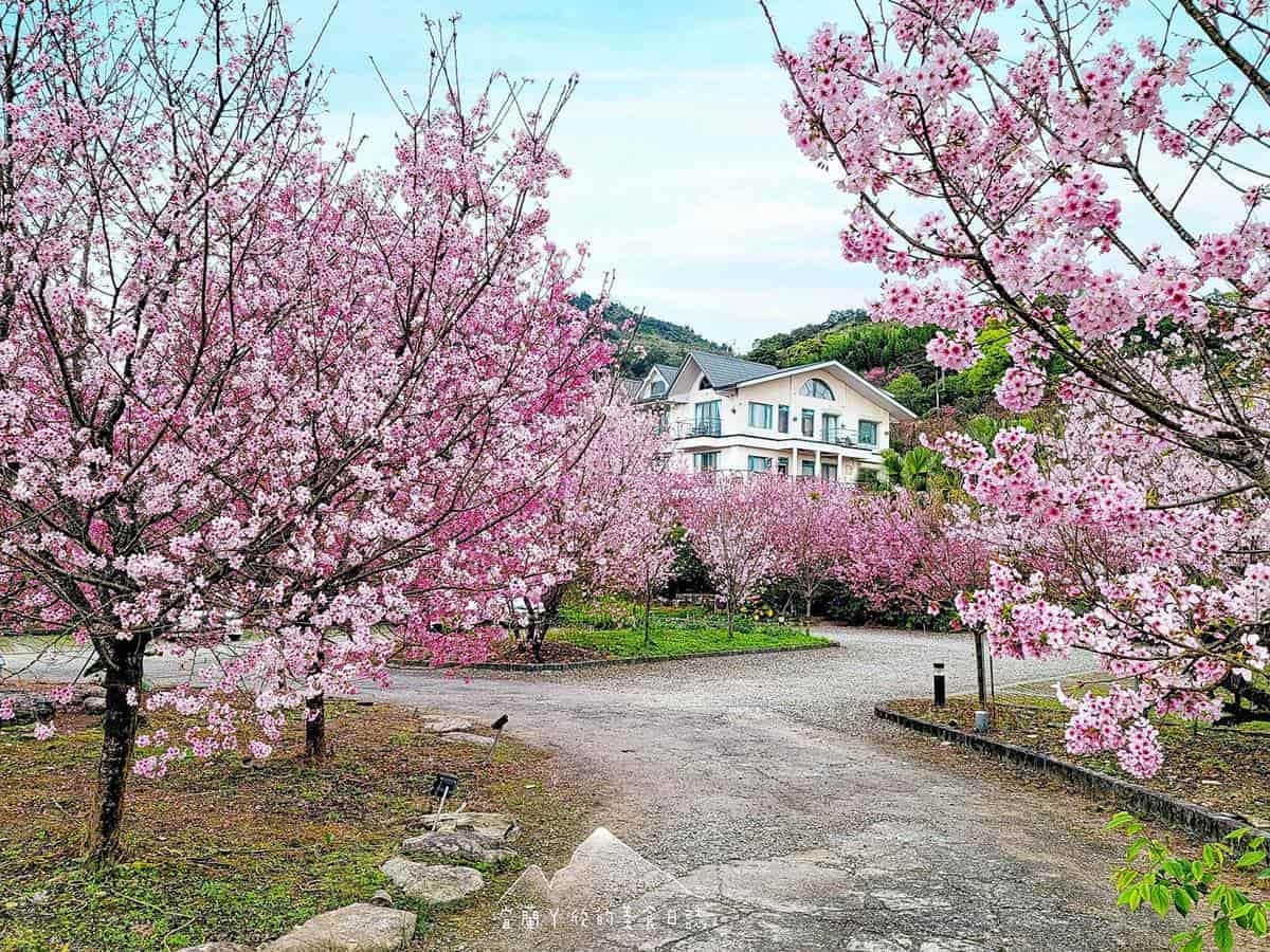 宜蘭也有「粉紅巨龍」櫻花隧道!65米長花海現正爆發中,打卡免費入園拍到飽 宜蘭也有「粉紅巨龍」櫻花隧道!65米長花海現正爆發中,打卡免費入園拍到飽