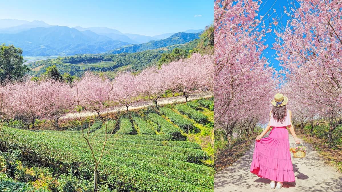 宜蘭也有「粉紅巨龍」櫻花隧道!65米長花海現正爆發中,打卡免費入園拍到飽