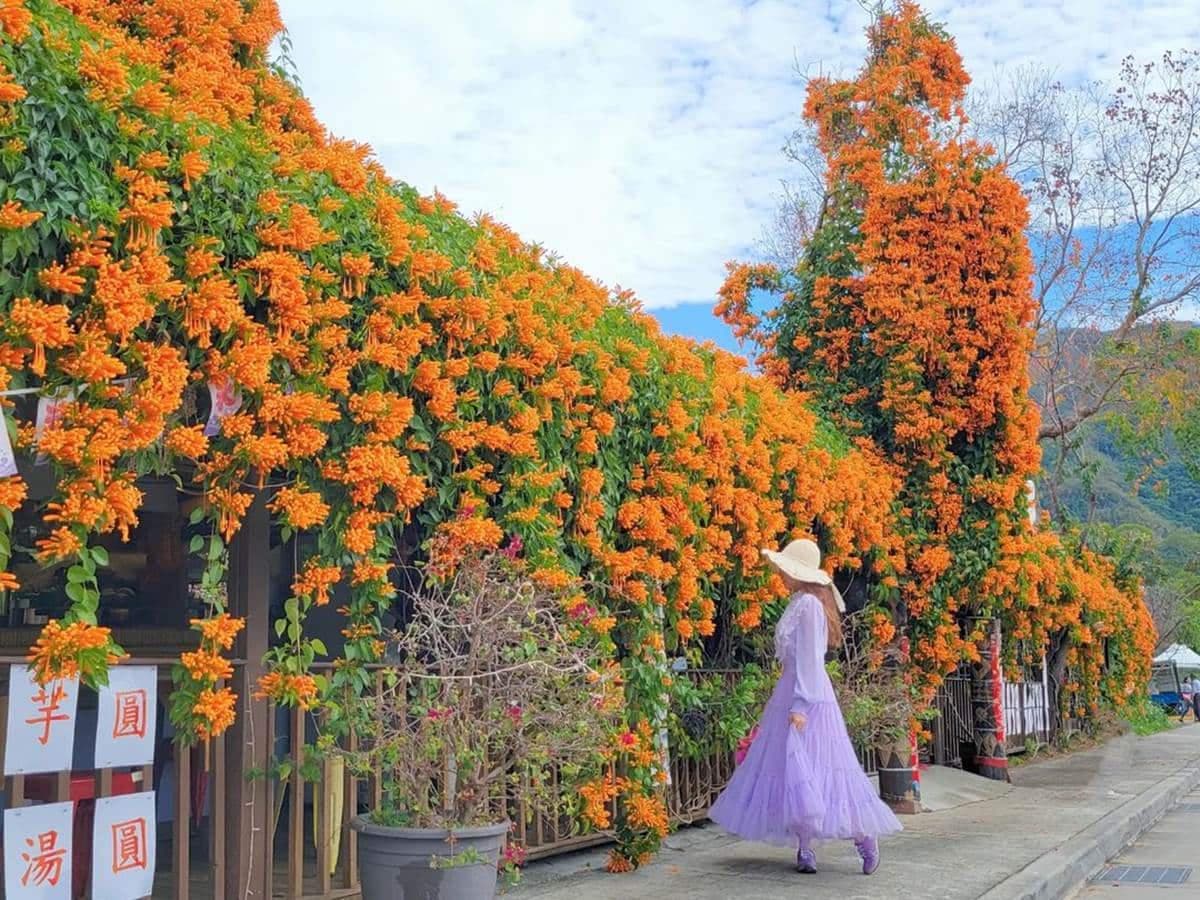 炮仗花現正滿開中!5大洗版IG賞花夯點:300公尺花牆步道、3層樓橘紅瀑布 炮仗花現正滿開中!5大洗版IG賞花夯點:300公尺花牆步道、3層樓橘紅瀑布