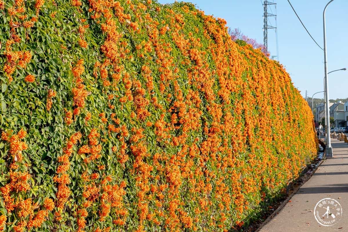 炮仗花現正滿開中!5大洗版IG賞花夯點:300公尺花牆步道、3層樓橘紅瀑布 炮仗花現正滿開中!5大洗版IG賞花夯點:300公尺花牆步道、3層樓橘紅瀑布