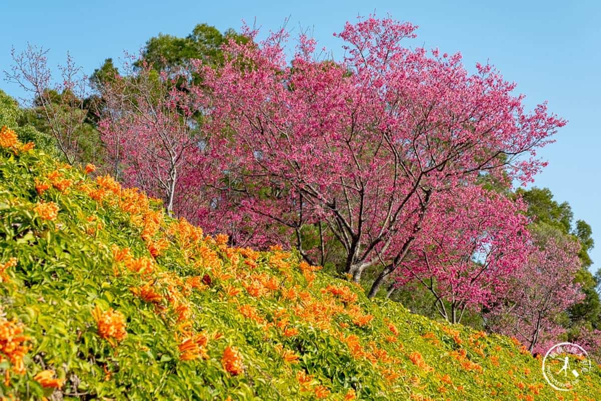 炮仗花現正滿開中!5大洗版IG賞花夯點:300公尺花牆步道、3層樓橘紅瀑布 炮仗花現正滿開中!5大洗版IG賞花夯點:300公尺花牆步道、3層樓橘紅瀑布