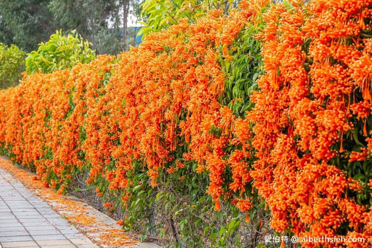 炮仗花現正滿開中!5大洗版IG賞花夯點:300公尺花牆步道、3層樓橘紅瀑布 炮仗花現正滿開中!5大洗版IG賞花夯點:300公尺花牆步道、3層樓橘紅瀑布