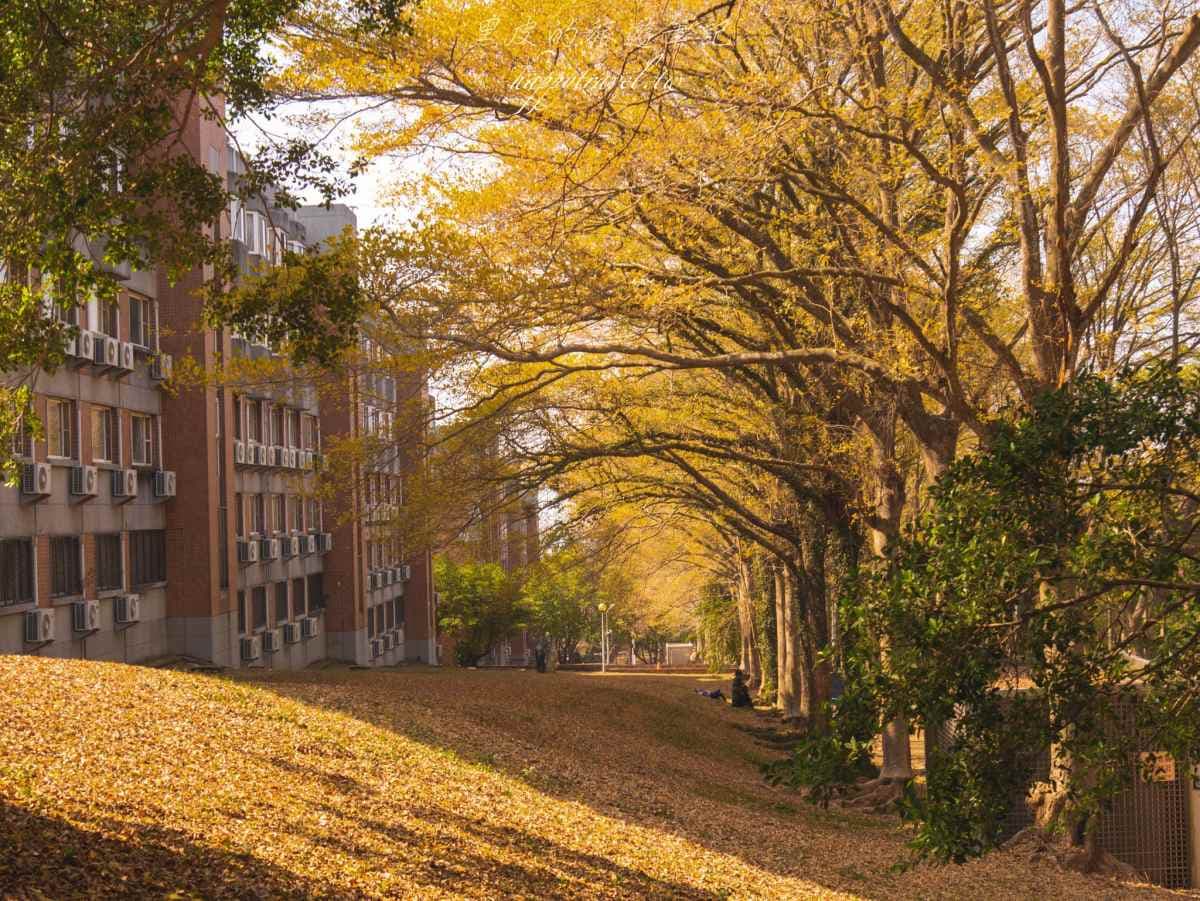 這週錯過等明年!嘉義最美大學「4公里樹海隧道」刷爆IG,浪漫黃金雨來襲 這週錯過等明年!嘉義最美大學「4公里樹海隧道」刷爆IG,浪漫黃金雨來襲