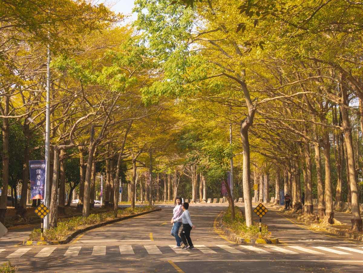 這週錯過等明年!嘉義最美大學「4公里樹海隧道」刷爆IG,浪漫黃金雨來襲 這週錯過等明年!嘉義最美大學「4公里樹海隧道」刷爆IG,浪漫黃金雨來襲