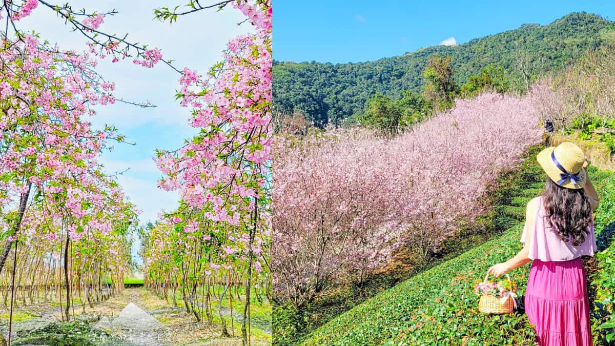 粉嫩爆發中!宜蘭5大「最美賞櫻夯點」:65米長「粉紅巨龍」、上千棵枝垂櫻