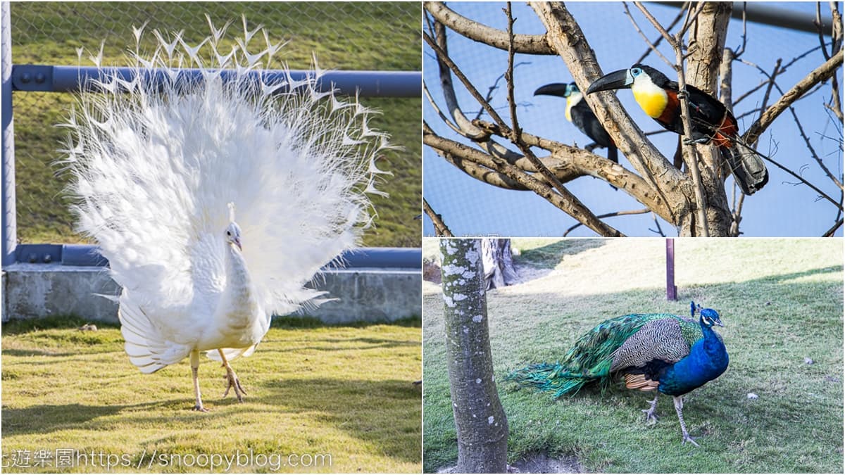 瘋玩台版「侏儸紀公園」!占地6萬坪「亞洲最大」,必拍巨大恐龍、白貓頭鷹 瘋玩台版「侏儸紀公園」!占地6萬坪「亞洲最大」,必拍巨大恐龍、白貓頭鷹