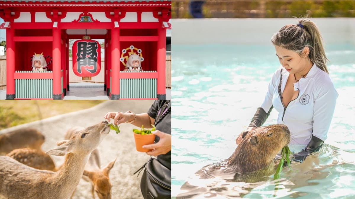 【新開店】與軟萌水豚一起游泳!衝墾丁「生態園區」搶拍水豚雷門、餵梅花鹿