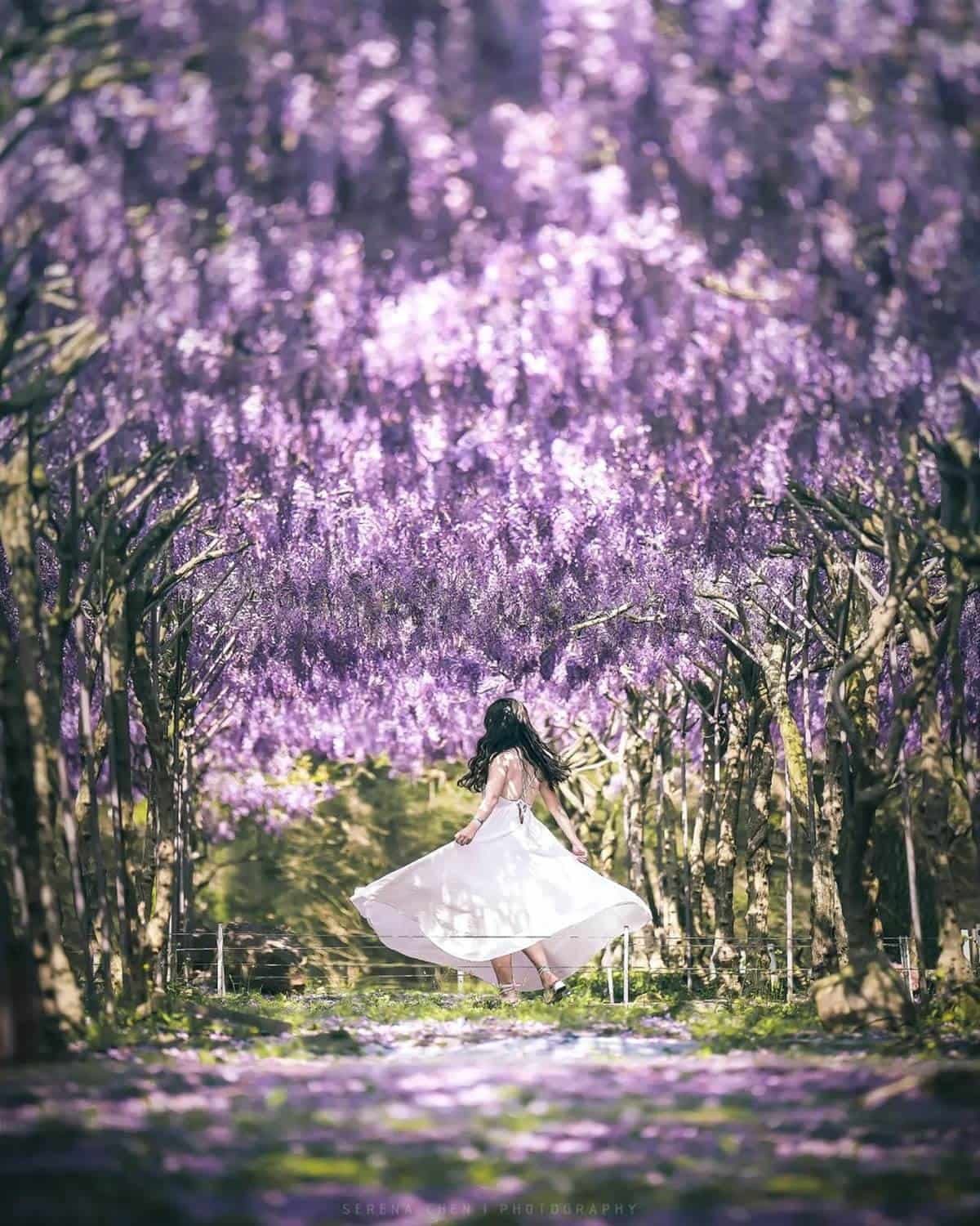 全台最大紫藤花園「這時」開放!上千株紫藤花海比往年更美,限時2週快搶拍 全台最大紫藤花園「這時」開放!上千株紫藤花海比往年更美,限時2週快搶拍