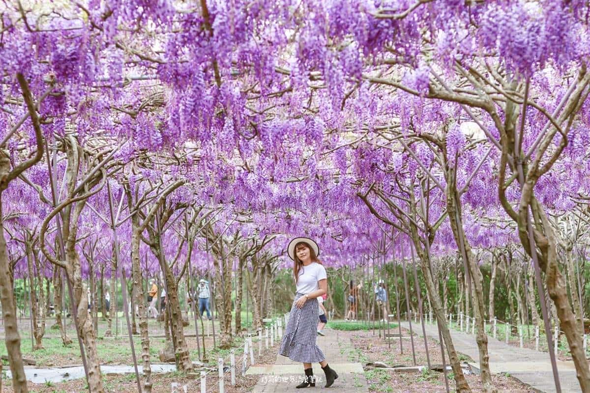 全台最大紫藤花園「這時」開放!上千株紫藤花海比往年更美,限時2週快搶拍 全台最大紫藤花園「這時」開放!上千株紫藤花海比往年更美,限時2週快搶拍