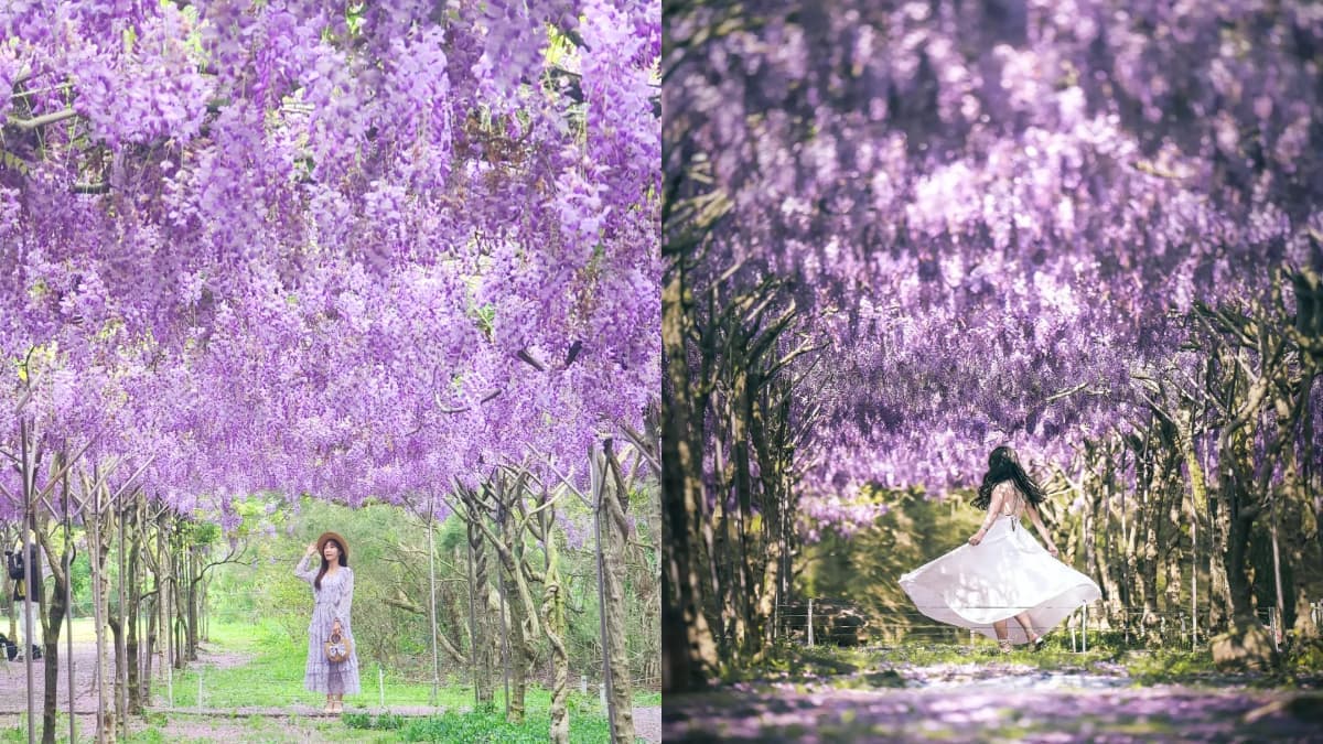 全台最大紫藤花園「這時」開放!上千株紫藤花海比往年更美,限時2週快搶拍