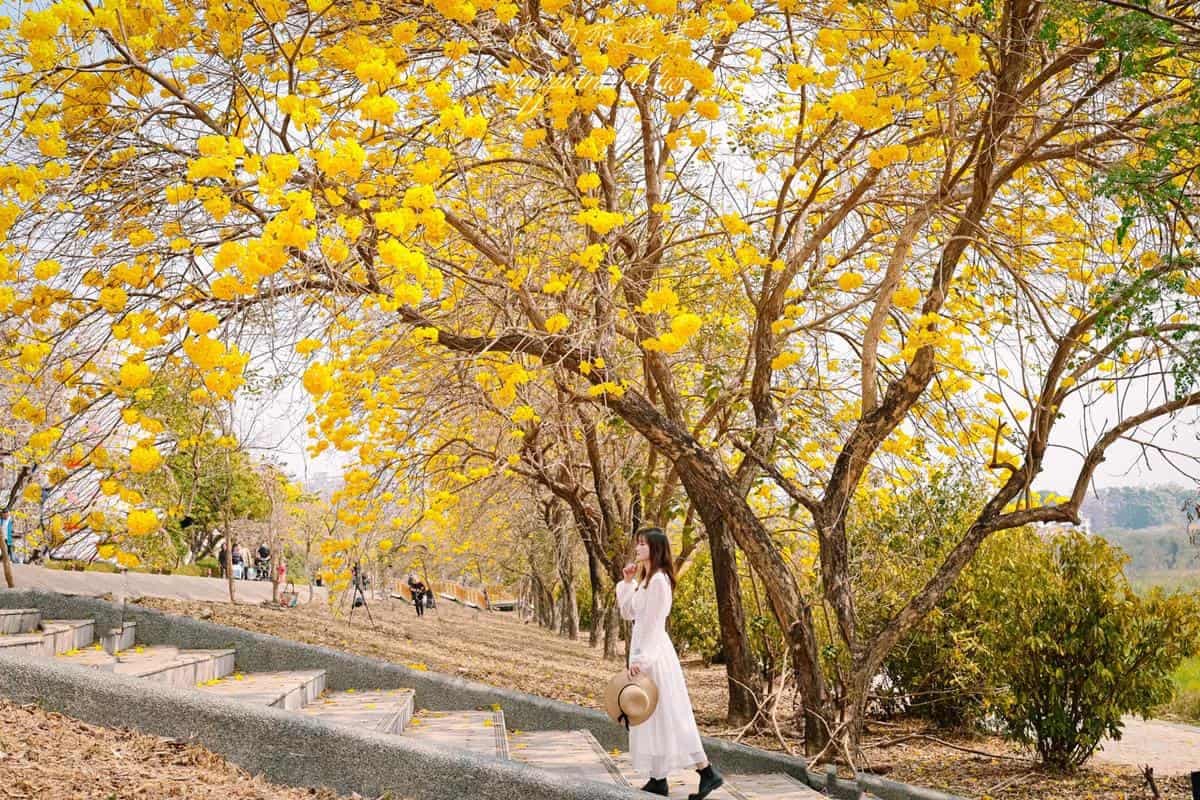 這週錯過等明年!嘉義最美步道「黃花風鈴木」爆發中,宛如置身浪漫韓劇場景 這週錯過等明年!嘉義最美步道「黃花風鈴木」爆發中,宛如置身浪漫韓劇場景
