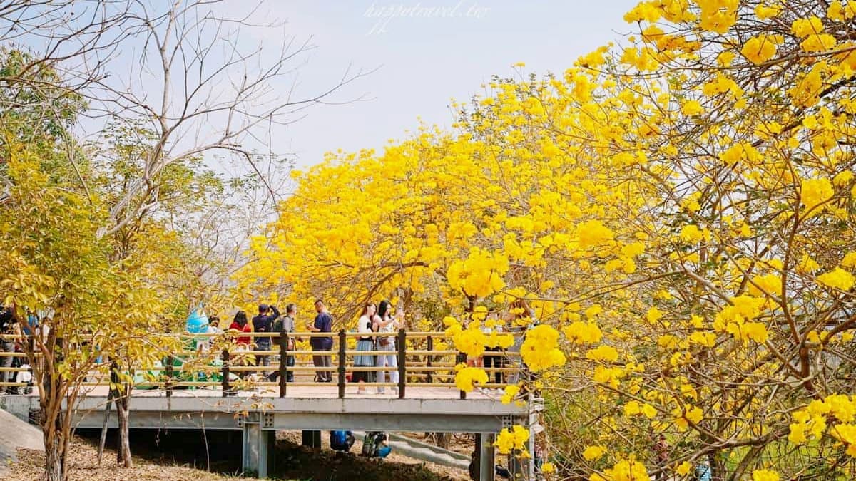這週錯過等明年!嘉義最美步道「黃花風鈴木」爆發中,宛如置身浪漫韓劇場景