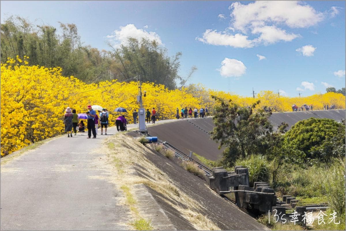 黃花風鈴木大爆發!5處「賞花夯點」錯過等明年:1公里花海隧道、金黃公園 黃花風鈴木大爆發!5處「賞花夯點」錯過等明年:1公里花海隧道、金黃公園