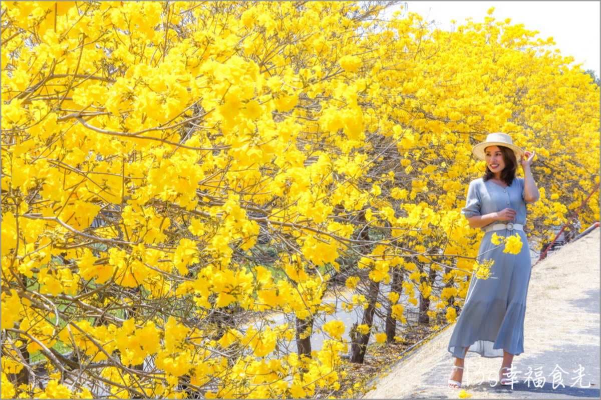 黃花風鈴木大爆發!5處「賞花夯點」錯過等明年:1公里花海隧道、金黃公園 黃花風鈴木大爆發!5處「賞花夯點」錯過等明年:1公里花海隧道、金黃公園