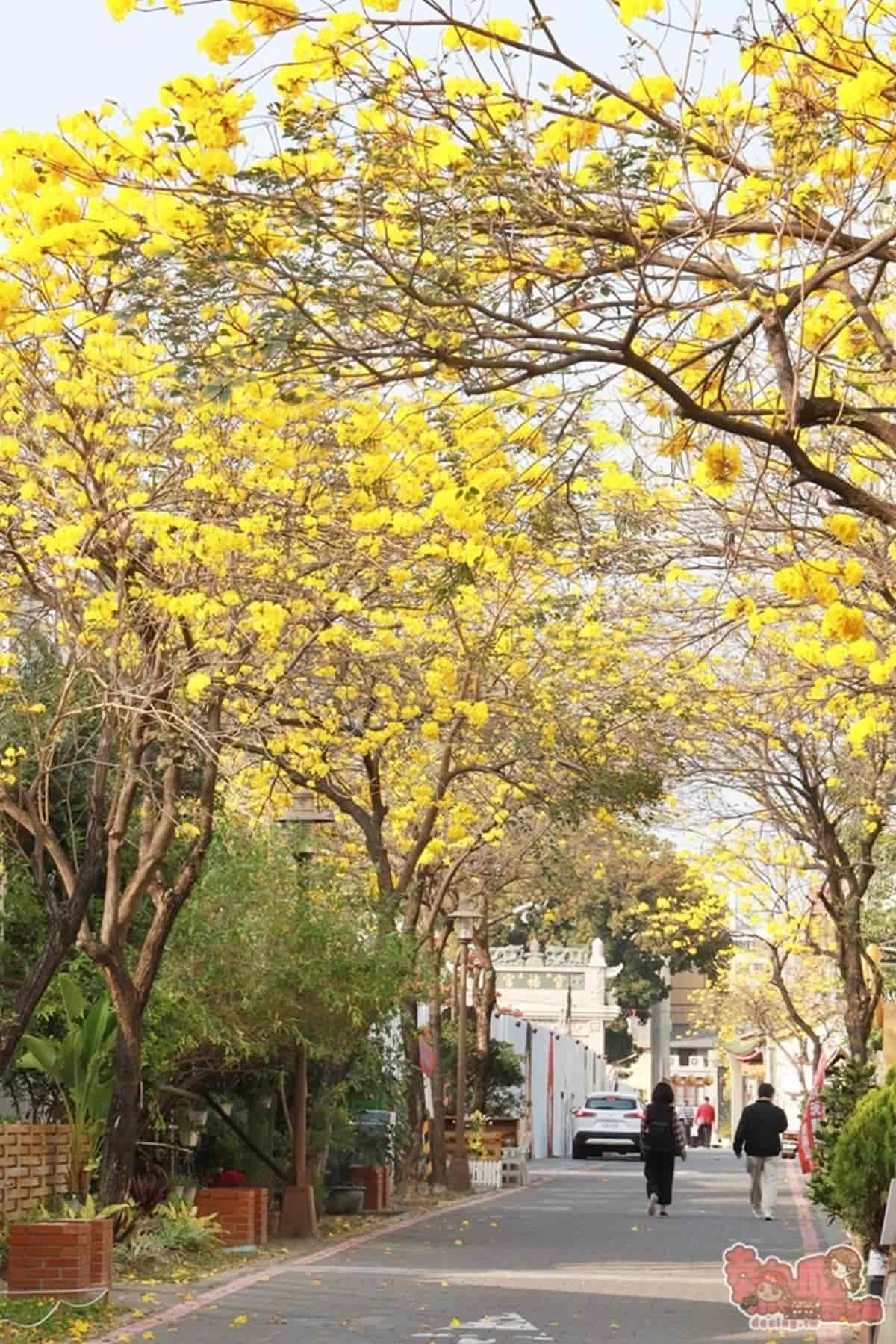 黃花風鈴木大爆發!5處「賞花夯點」錯過等明年:1公里花海隧道、金黃公園 黃花風鈴木大爆發!5處「賞花夯點」錯過等明年:1公里花海隧道、金黃公園