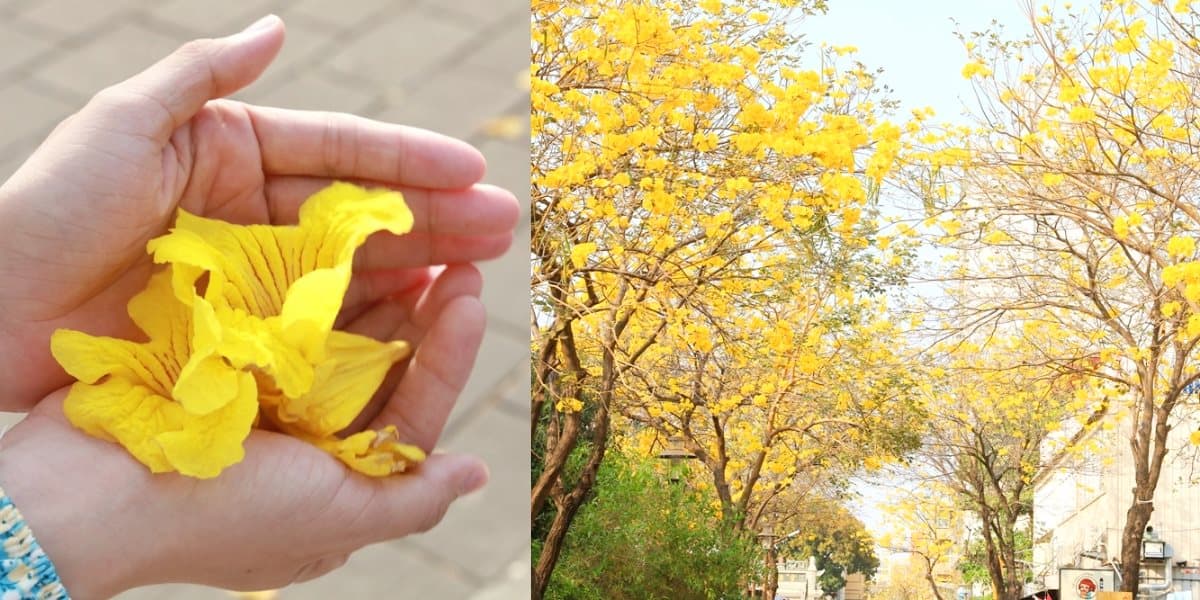 黃花風鈴木大爆發!5處「賞花夯點」錯過等明年:1公里花海隧道、金黃公園 黃花風鈴木大爆發!5處「賞花夯點」錯過等明年:1公里花海隧道、金黃公園