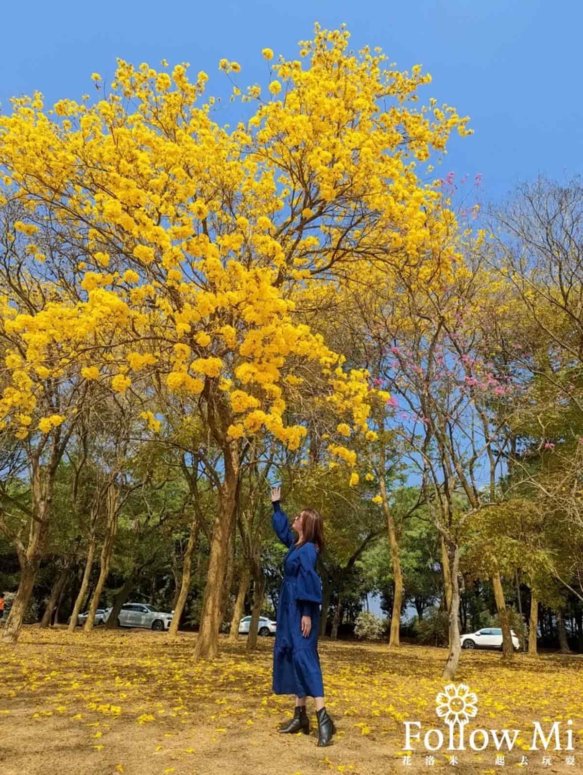 黃花風鈴木大爆發!5處「賞花夯點」錯過等明年:1公里花海隧道、金黃公園 黃花風鈴木大爆發!5處「賞花夯點」錯過等明年:1公里花海隧道、金黃公園