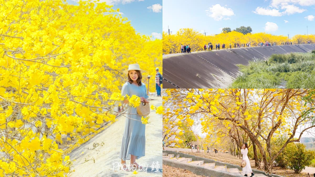 黃花風鈴木大爆發!5處「賞花夯點」錯過等明年:1公里花海隧道、金黃公園