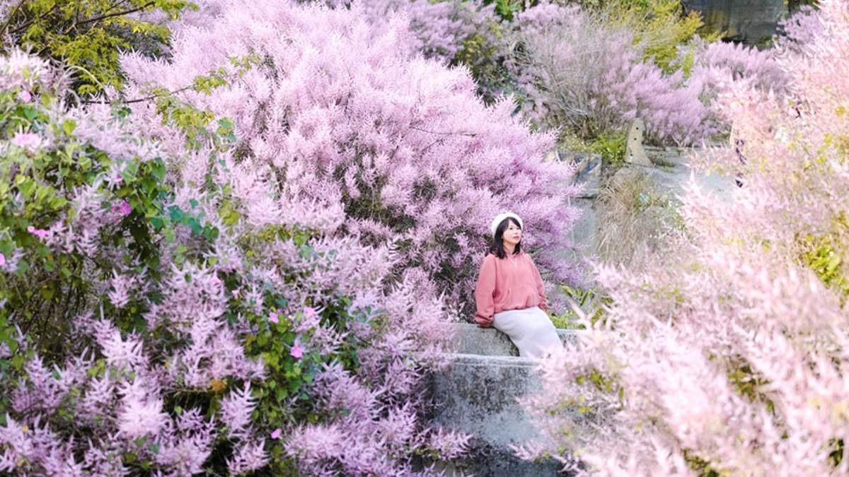 古坑麝香木祕境 img