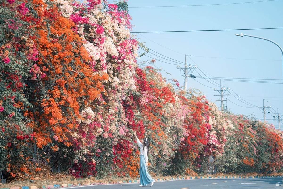 別只逛老街!彰化鹿港→田中1日遊6景點:5米高「九重葛花牆」、台版雷門