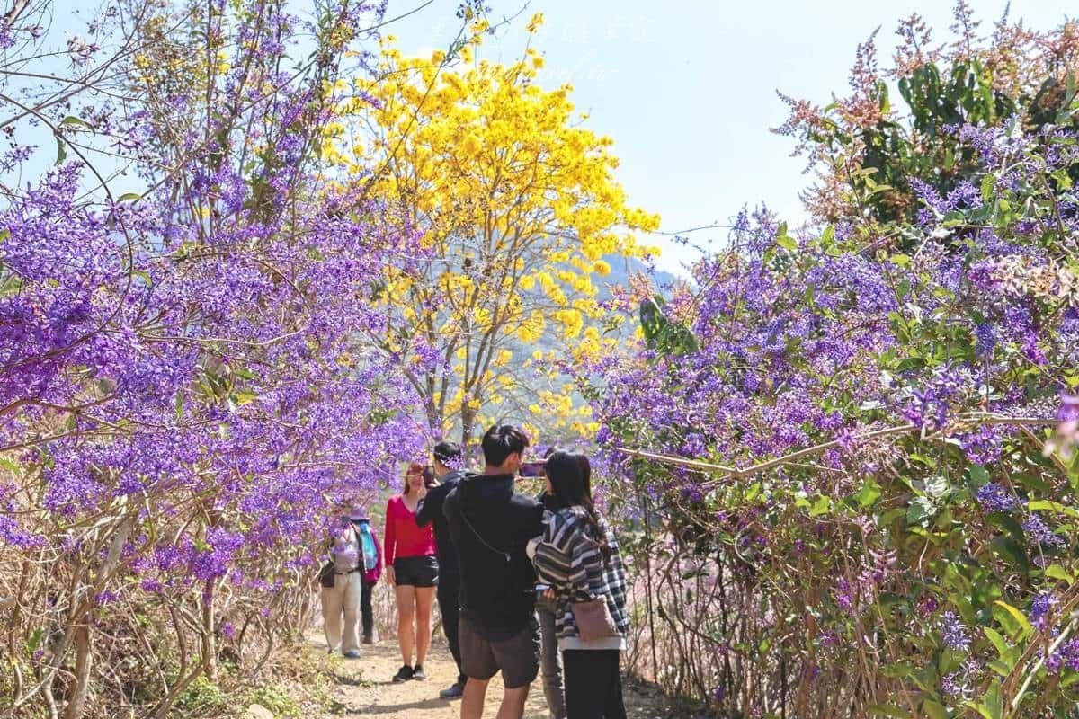 全台最美「粉紅山丘」在這!比人高「麝香木花海」爆發中,3月底前快朝聖 全台最美「粉紅山丘」在這!比人高「麝香木花海」爆發中,3月底前快朝聖