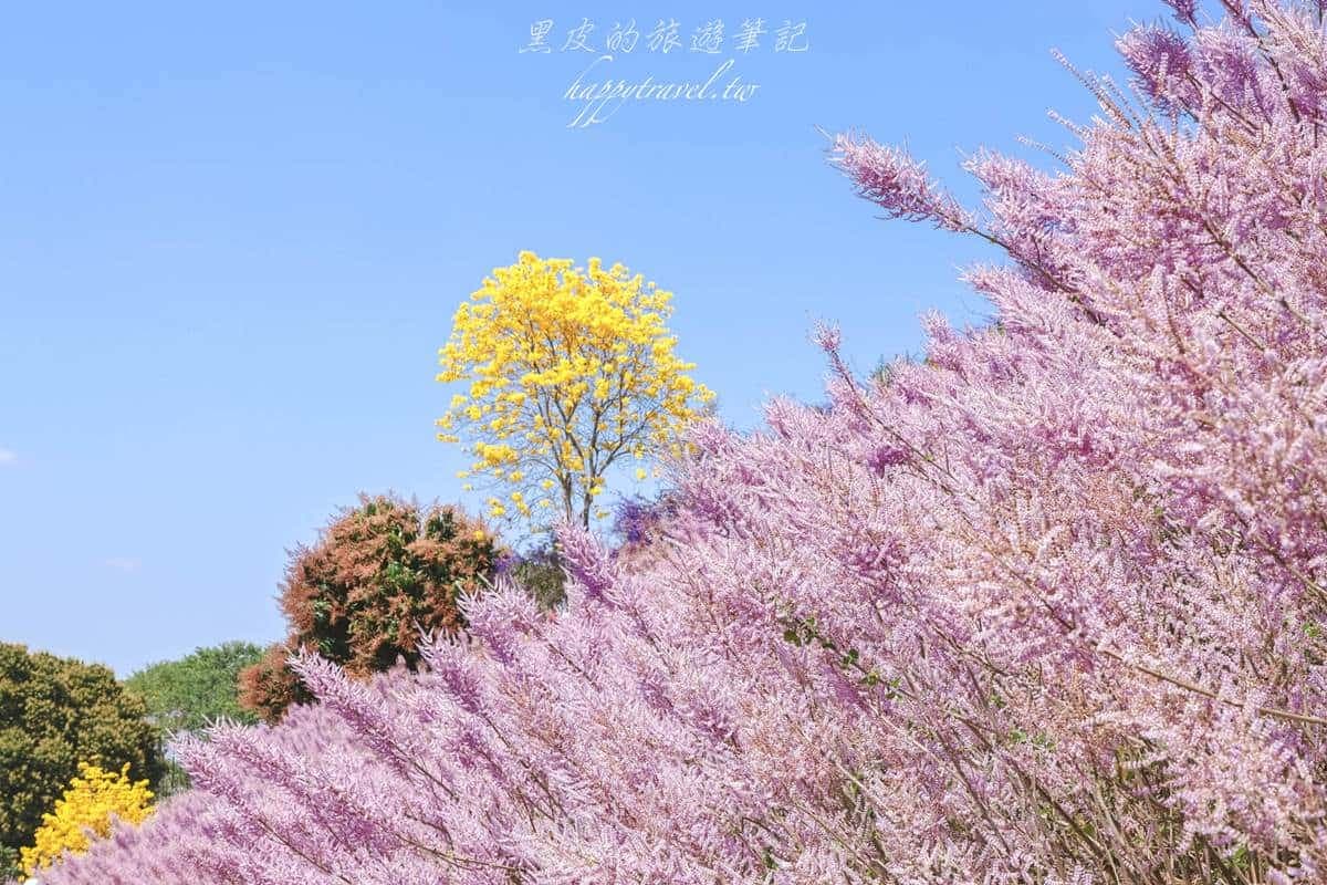 全台最美「粉紅山丘」在這!比人高「麝香木花海」爆發中,3月底前快朝聖 全台最美「粉紅山丘」在這!比人高「麝香木花海」爆發中,3月底前快朝聖
