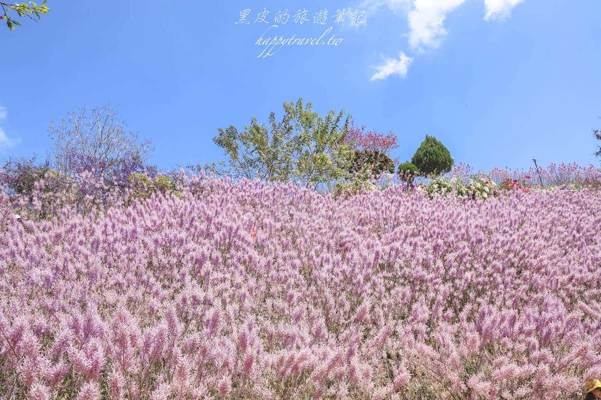 全台最美「粉紅山丘」在這!比人高「麝香木花海」爆發中,3月底前快朝聖 全台最美「粉紅山丘」在這!比人高「麝香木花海」爆發中,3月底前快朝聖