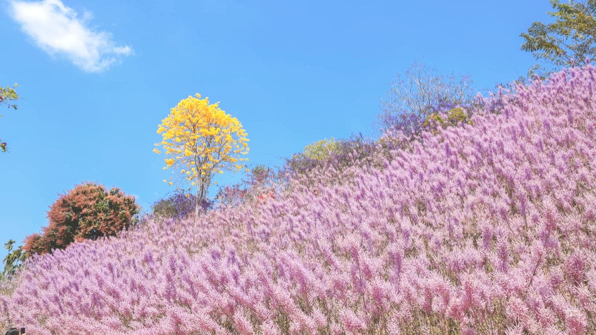 全台最美「粉紅山丘」在這!比人高「麝香木花海」爆發中,3月底前快朝聖