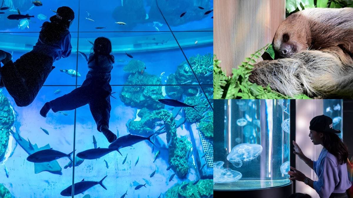 沖繩水族館再+1!「巨型水族箱」宛如置身海底,近距離看樹懶、摸小鯊魚