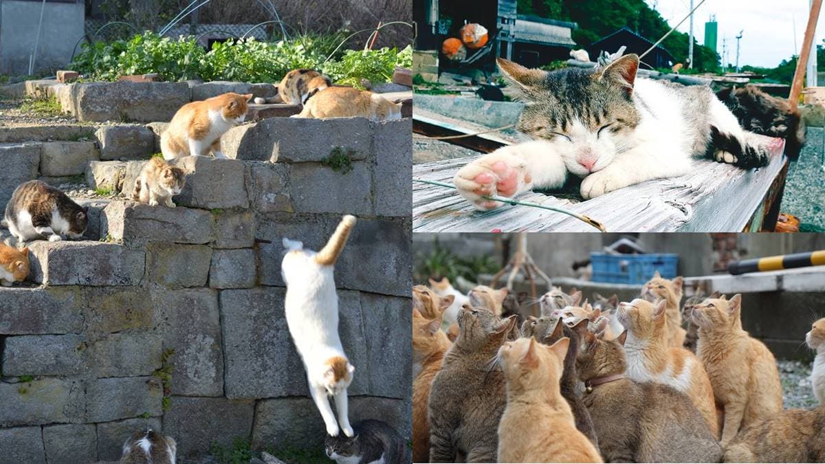 貓奴一生必訪天堂!「超萌貓島」百隻貓咪比居民還多,想朝聖還得看運氣