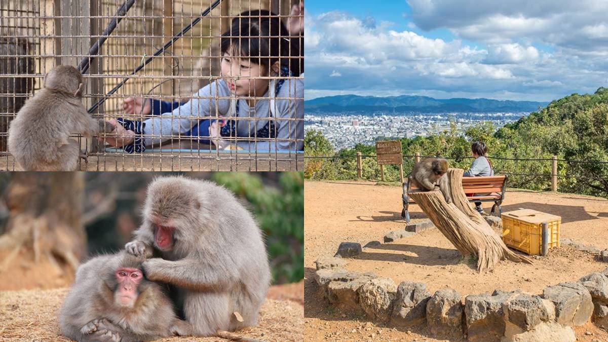 去嵐山還在搭小火車?必去「山頂猴園」搶拍零死角美景,野生萌猴坐檯超Chill