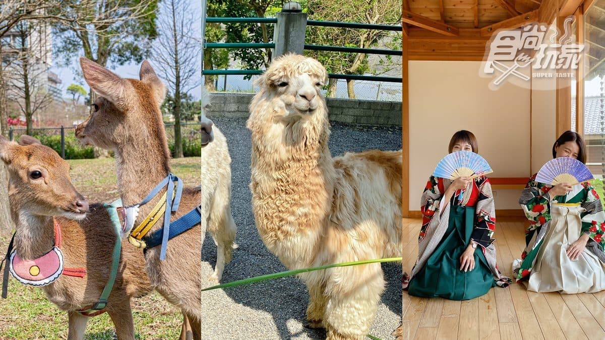全台最大日式動物園!梅花鹿、羊駝和水豚都有,全新韓版和服秒變日本女大生