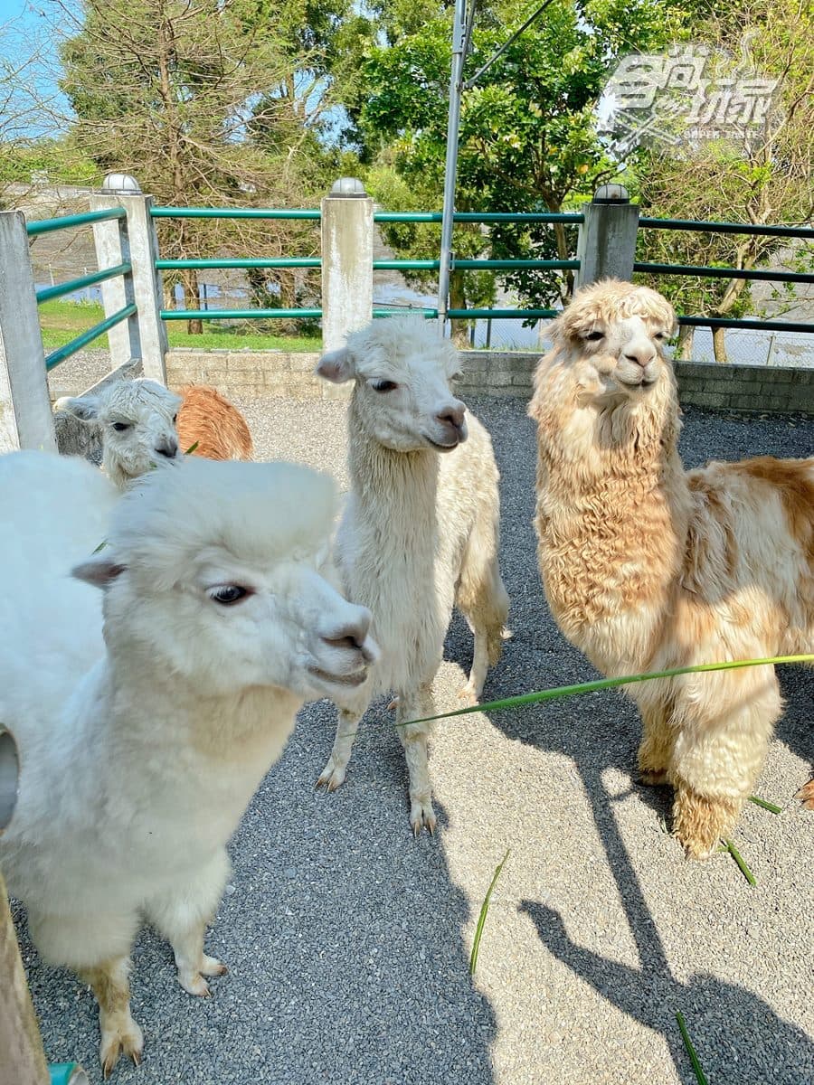 全台最大日式動物園!梅花鹿、羊駝和水豚都有,全新韓版和服秒變日本女大生 全台最大日式動物園!梅花鹿、羊駝和水豚都有,全新韓版和服秒變日本女大生