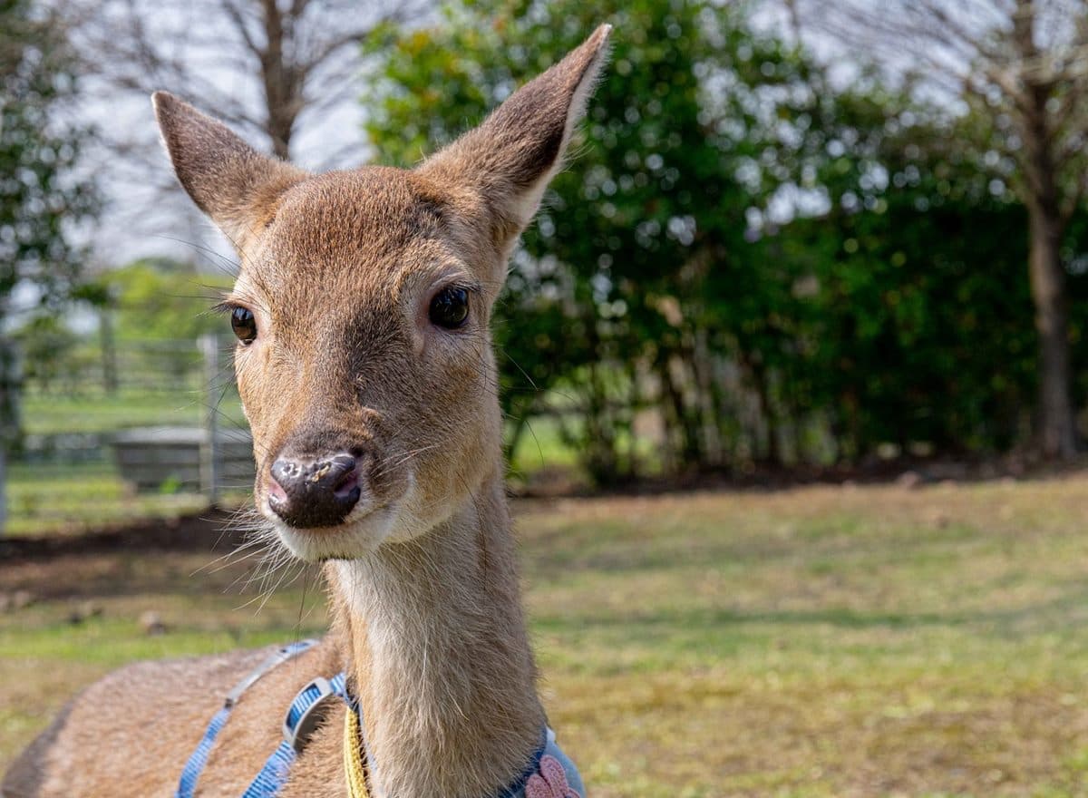 全台最大日式動物園!梅花鹿、羊駝和水豚都有,全新韓版和服秒變日本女大生 全台最大日式動物園!梅花鹿、羊駝和水豚都有,全新韓版和服秒變日本女大生