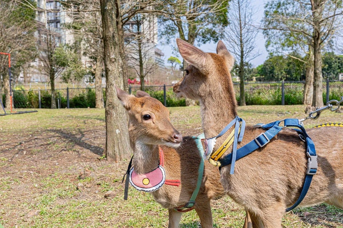 全台最大日式動物園!梅花鹿、羊駝和水豚都有,全新韓版和服秒變日本女大生 全台最大日式動物園!梅花鹿、羊駝和水豚都有,全新韓版和服秒變日本女大生