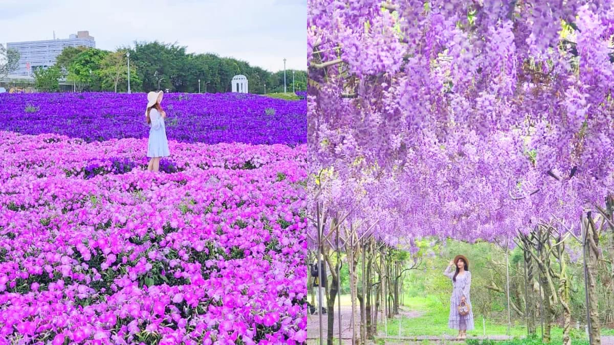「紫爆」旋風襲捲全台!6處仙氣花海:萬坪紫藤園、河濱旁「台版普羅旺斯」