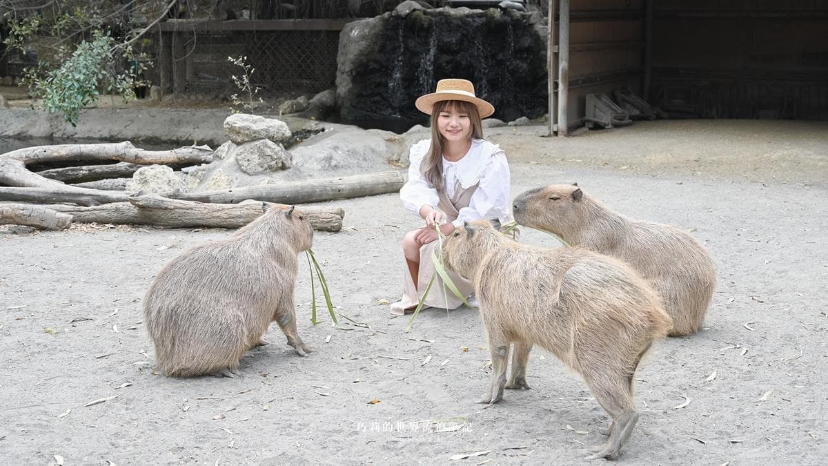 頑皮世界野生動物園 img
