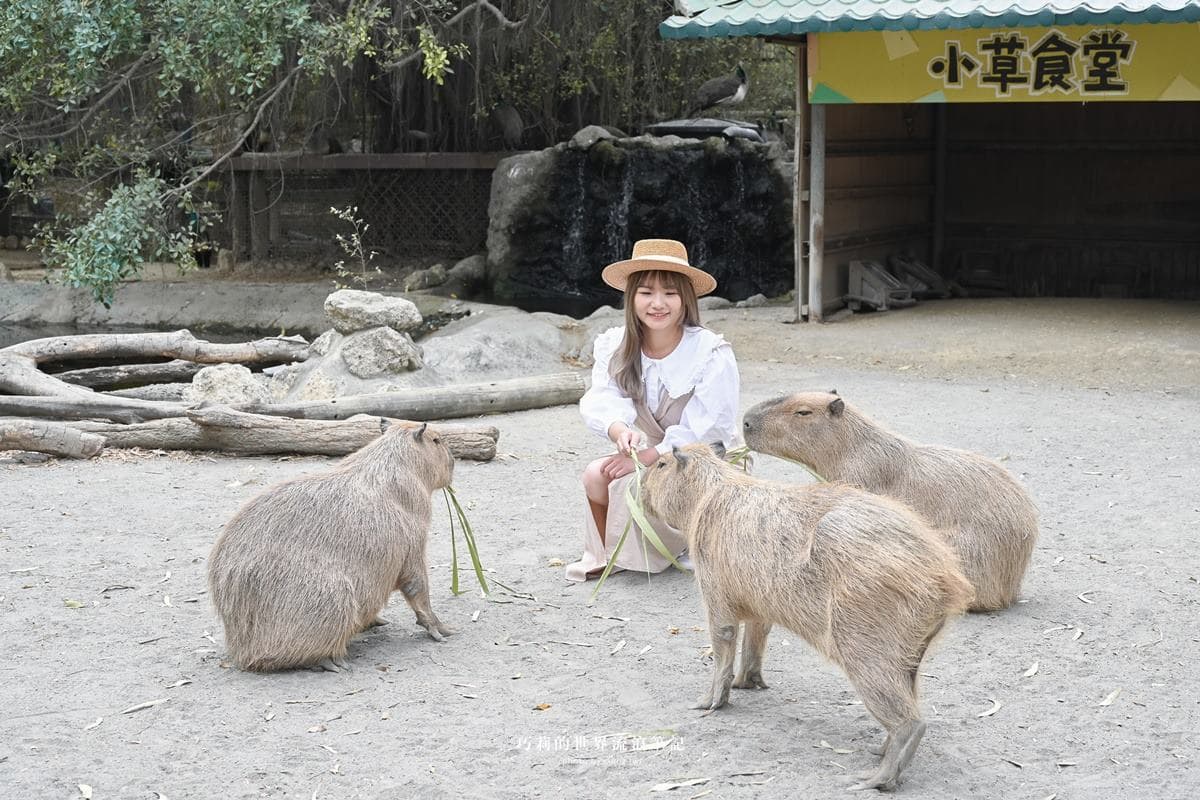 連假5折起玩「南台灣最大動物園」!零距離餵水豚、新遊樂設施,遛小孩快衝 連假5折起玩「南台灣最大動物園」!零距離餵水豚、新遊樂設施,遛小孩快衝