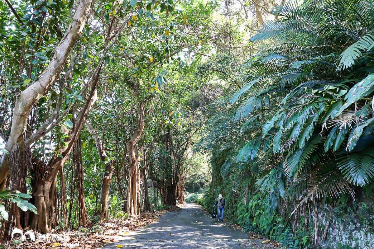 搭捷運就能到!雙北8條消暑系「森林步道」:無敵山景零死角、打卡復古拱橋 看碧潭水舞順遊!新店區美食、景點1日遊攻略8亮點,再逛1日限定小農市集